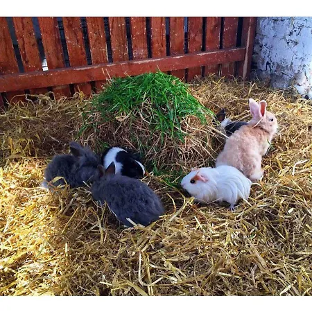 Newly Refurbished Self-catering Sleeping 3 Dom wakacyjny